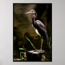 Buscar garzas posters Aves