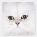 Buscar gato persa blanco pegatinas Felino