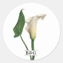 Buscar lillies pegatinas Calla lily