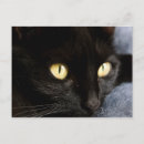 Buscar blackcat Felino