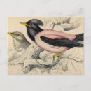 Buscar sketch postales Vintage