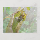 Buscar wasp postales Insecto