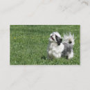 Buscar shih tzu tarjetas de visita Animal