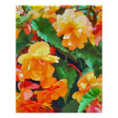 Buscar begonias posters Flores