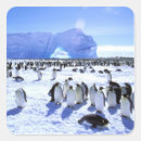 Buscar pete pegatinas Pingüino emperador