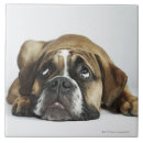Buscar veterinario azulejos Fotografía