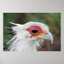Buscar aves rapaces posters Pájaro