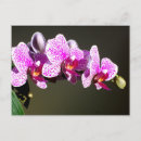 Buscar orquídeas rosadas postales Romántico