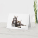 Buscar maine coon gatos tarjetas Felino