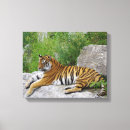Buscar tigre siberiano lienzos Salvaje