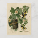 Buscar baltimore postales Ilustracion