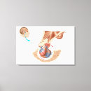 Buscar anatomía lienzos Posterior