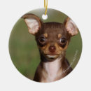 Buscar perrito de la chihuahua adornos Perritos