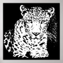 Buscar leopardo blanco posters Animales