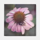 Buscar echinacea Coneflower