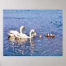 Buscar cisnes salvajes posters Para todos