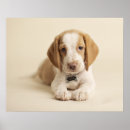 Buscar fondo coloreado posters Animales
