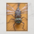 Buscar dragonfly postales Insecto