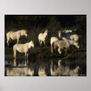 Buscar manada de caballos posters Animales