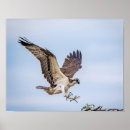 Buscar aves marinas posters Naturaleza