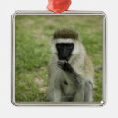 Buscar áfrica adornos Naturaleza