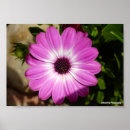 Buscar margarita africana posters Margaritas