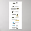 Buscar usted tiene gato posters Divertido
