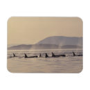 Buscar san marino imanes Vida silvestre