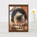 Buscar tzu de shih fotografía Para ella