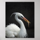 Buscar pájaro blanco y negro posters Monocromo