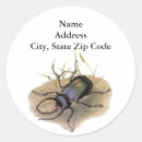 Buscar rinoceronte pegatinas Escarabajos