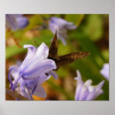 Buscar bluebells posters Azul