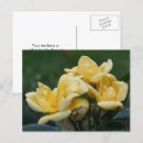 Buscar capullo de rosa postales Floral