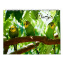 Buscar parakeet fotografía Paracaídas verde