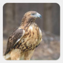Buscar halcones pegatinas Pájaros de presa