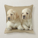 Buscar labrador cojines Lindo