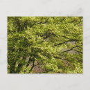 Buscar arce japonés postales Árbol