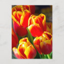 Buscar ramo de tulipanes postales Rojo