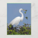 Buscar egrets Tropical