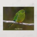 Buscar raras postales Pájaro
