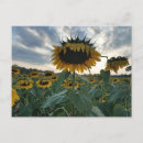 Buscar girasoles postales General y unisex