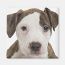 Buscar mi pitbull imanes Canino