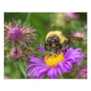 Buscar néctar posters Abeja de burbujas
