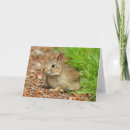 Buscar conejo de rabo blanco tarjetas Primavera