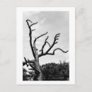 Buscar miembros de árbol postales Naturaleza