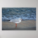 Buscar wasser posters Embarranca