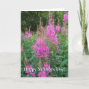 Buscar el fireweed Wildflower