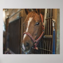 Buscar establo posters Animal