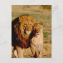 Buscar namibia postales Fauna