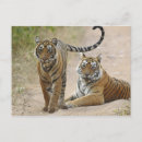 Buscar tigre de bengala real postales Sawaimadhopur